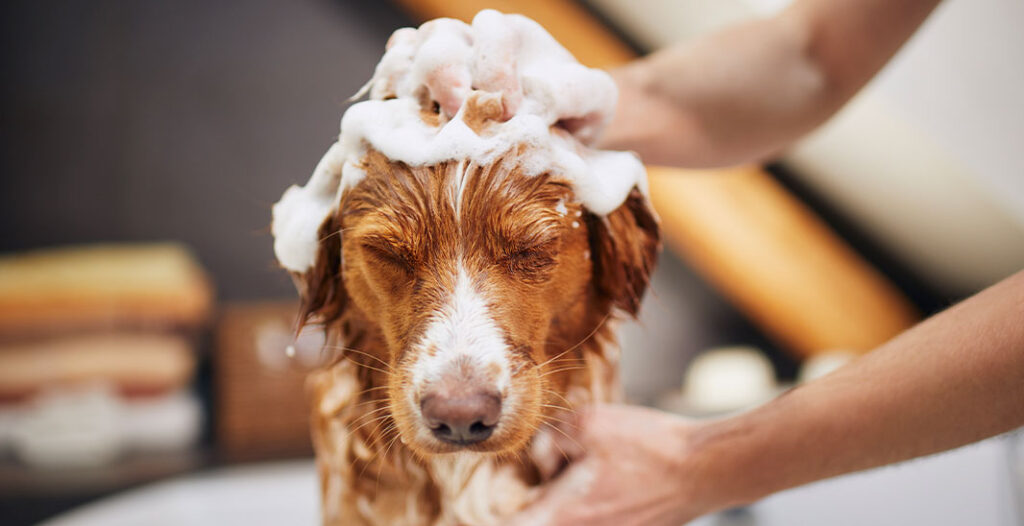 como bañar un perro
Amigo perro gato amigo alimentación